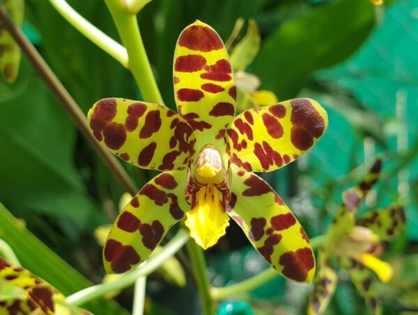 Ansellia africana – The Orchid Species Society Inc.