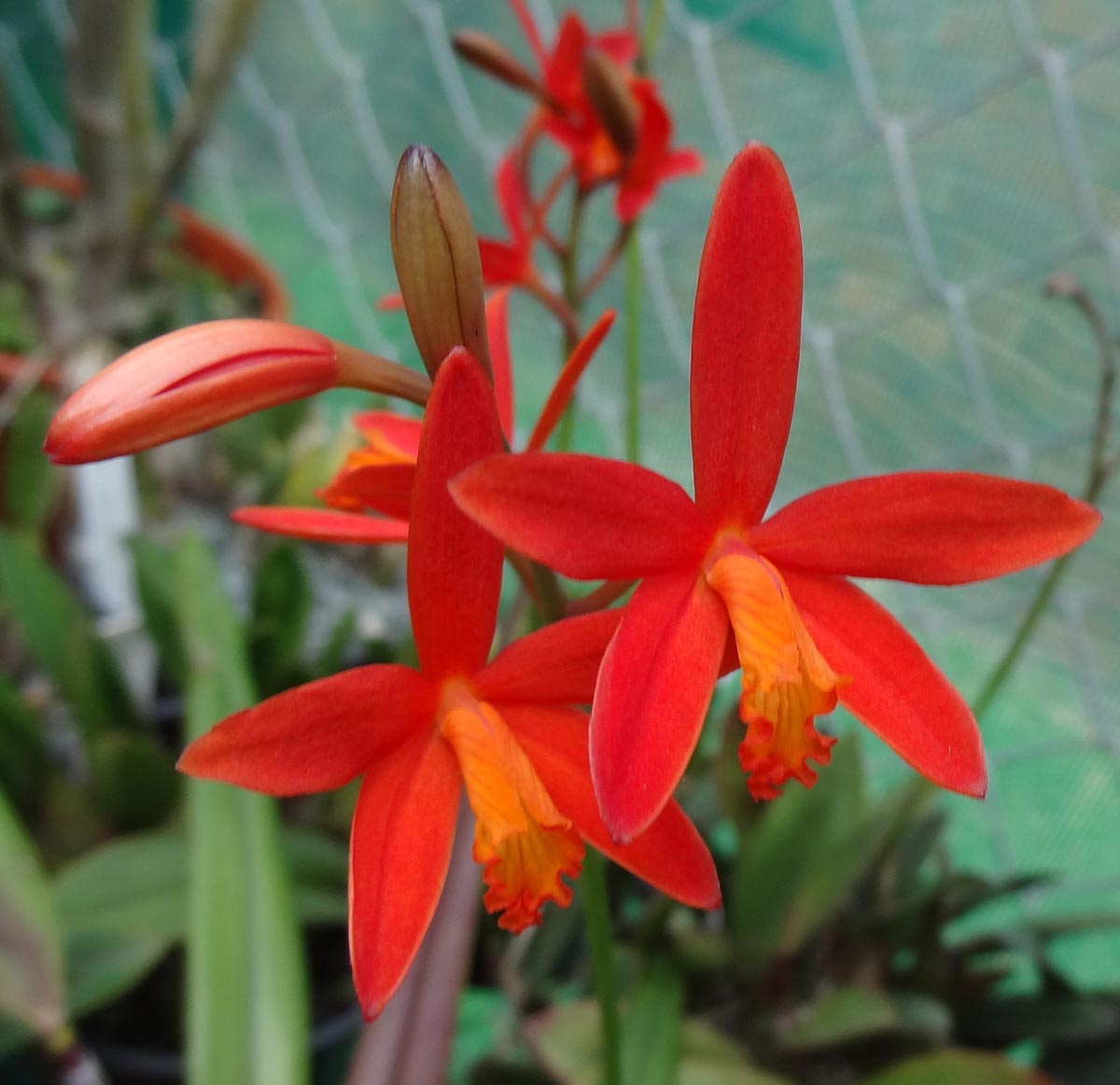 Cattleya milleri – The Orchid Species Society Inc.