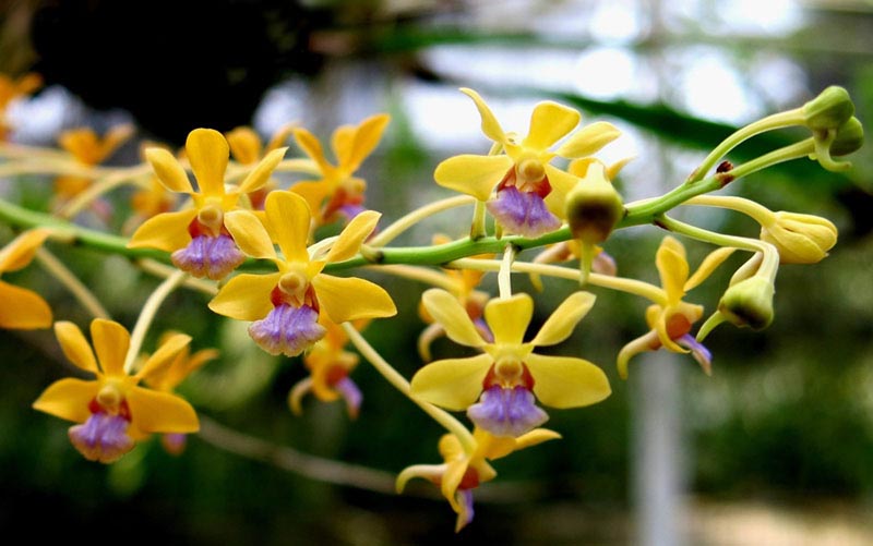 Vanda Testacea – The Orchid Species Society Inc.